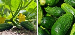 Скільки зав'язей прибрати з огірків для великого врожаю: українець показав свій метод (відео)
