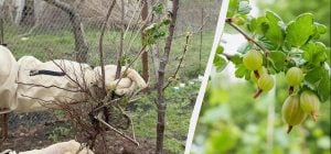 Эти соседи лишат крыжовник всего урожая: где его лучше сажать