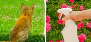 Копійчаний кухонний продукт допоможе назавжди прогнати сусідських котів із садових клумб