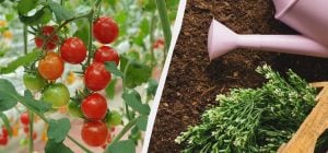 Окрепнут у вас на глазах: как приготовить чудо-подкормку для томатов после высадки