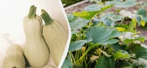 Три обязательных подкормки в лунку для кабачков: плоды будут огромными и сочными