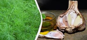 Никакой сушки и заморозки: 2 способа заготовки укропа на зиму, о которых мало кто знает