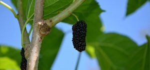 Самый быстрый урожай: эти деревья готовы дать плоды чуть ли не в первый год после посадки