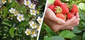 Супер-подкормка клубники во время цветения: ягоды будут гигантскими и слаще мёда