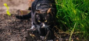 Как отвадить соседских котов "метить" грядки: эти способы помогут и в запущенных случаях