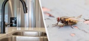 Почему мухи летят в дом летом: если устранить эту причину, то окна можно и не закрывать