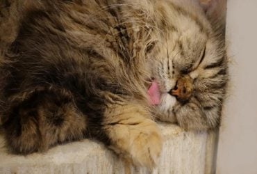 Чому коти висовують язик під час сну: ветеринар розкрила кумедну причину