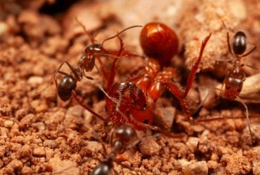 Учёный впервые сфотографировал, как мелкие муравьи обслуживают крупных: что его удивило
