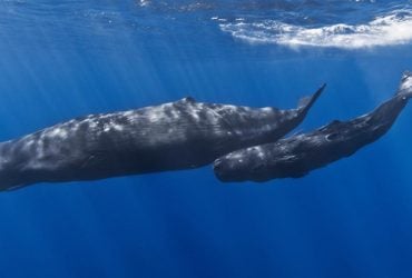 Ученые научили подводного робота подслушивать язык кашалотов в режиме реального времени