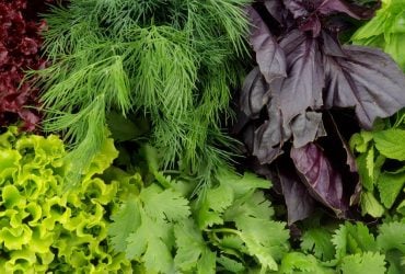 5 продуктів, які містять набагато більше корисних речовин, ніж салат-латук