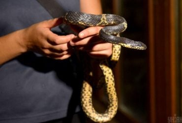 Що може приваблювати змій на ділянку, а ви навіть не будете про це підозрювати