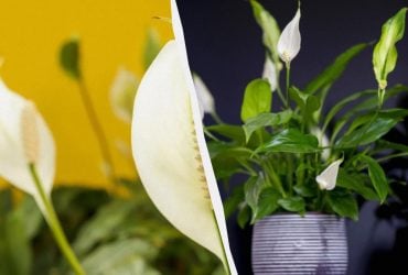 Догляд за лілеєю: садівниця розповіла, що потрібно зробити з квіткою у травні