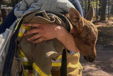 У Чорнобильському лісі під час гасіння пожежі врятовано червонокнижне лосеня (відео)