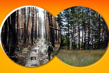 Укушений війною: чому Серебрянський ліс не можна просто висадити заново, - еколог