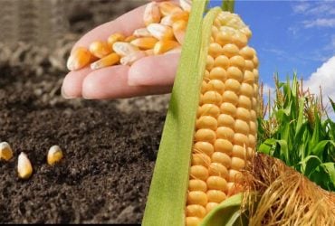 Календар посіву кукурудзи в Україні: лише 7 днів підходять за місячним календарем