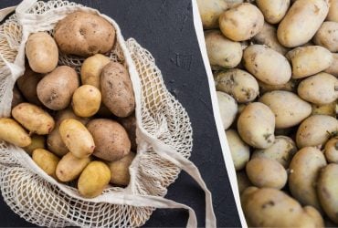 Картофель не прорастет до следующей весны: в каких условиях хранить овощ