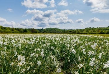 Долина нарциссов в Закарпатье на пике цветения
