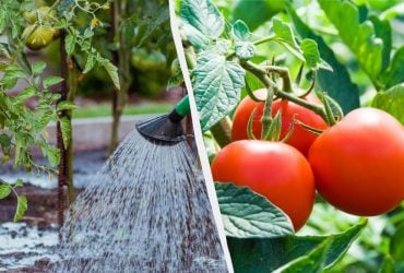 Добриво для помідорів своїми руками: 3 інгредієнти, щоб кущі гнулися від врожаю