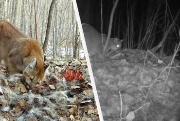 Ученые установили камеры для изучения волков и увидели несколько удивительное (видео)