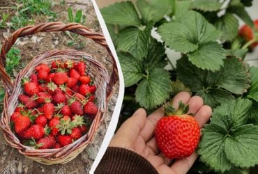Дві склянки на відро води – полуниця буде великою та солодкою: чим полити рослину в травні
