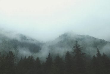 Туман является целой средой обитания и незаметно очищает воздух от загрязнений, - ученые