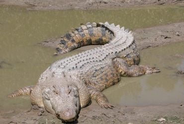 Пять морских крокодилов были обнаружены в мангровых зарослях: почему это важно
