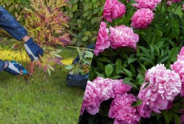 Що робити з півоніями, коли відцвітуть: садівники дали корисні поради