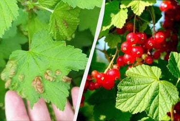 Эта тля есть на каждой смородине: смесь 2 домашних средств вылечит кусты