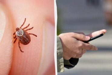 Простой способ найти клеща: функция, которая есть почти в каждом телефоне