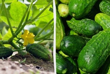 Скільки зав'язей прибрати з огірків для великого врожаю: українець показав свій метод (відео)