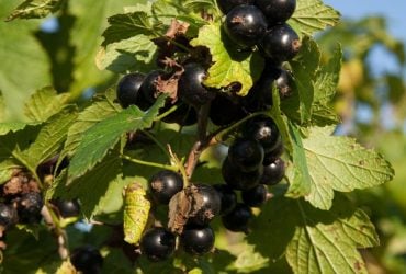 Одна подкормка в мае - и смородина усыпана ягодами: дачники раскрыли секрет
