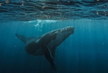 Перетнув два океани: горбатий кит проплив понад 15 000 км, побивши світовий рекорд