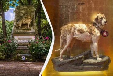 Цей пес став легендою ще за життя: дивовижна історія сенбернара Баррі