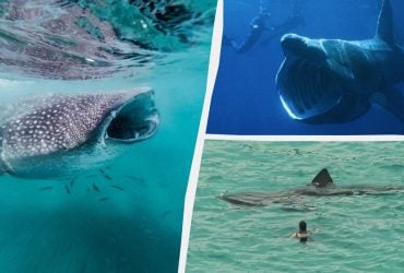 Справжні монстри під водою: найбільші морські та прісноводні риби у світі