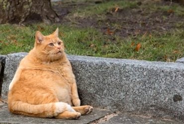Как понять, что коту пора похудеть: ветеринар назвала два основных признака