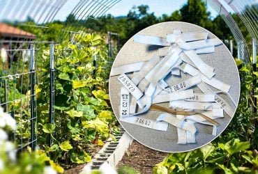 Більше не викидаю пластикові затискачі для хліба: ось як їх використовую на городі