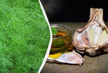 Никакой сушки и заморозки: 2 способа заготовки укропа на зиму, о которых мало кто знает