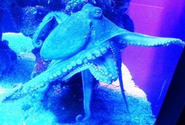 Блакитна крихітка: науковці відкрили новий вид восьминога