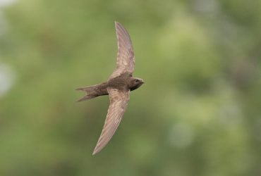 Ці птахи схожі на ластівок і допомагають знищувати цілі зграї комарів