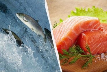 Яка риба корисніша – дика чи фермерська: експерти розкрили всі нюанси