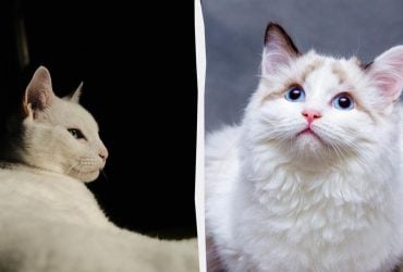 Не только ради тепла: необычные причины, почему кошка засыпает в ногах