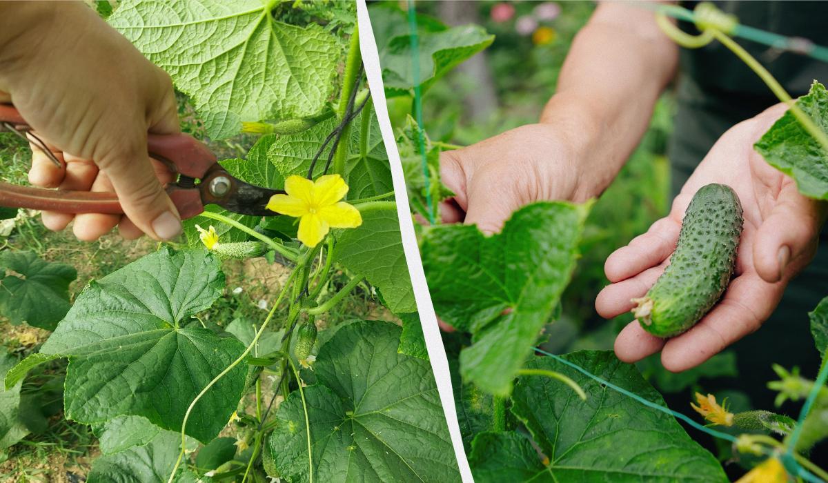 як підв'язувати огірки