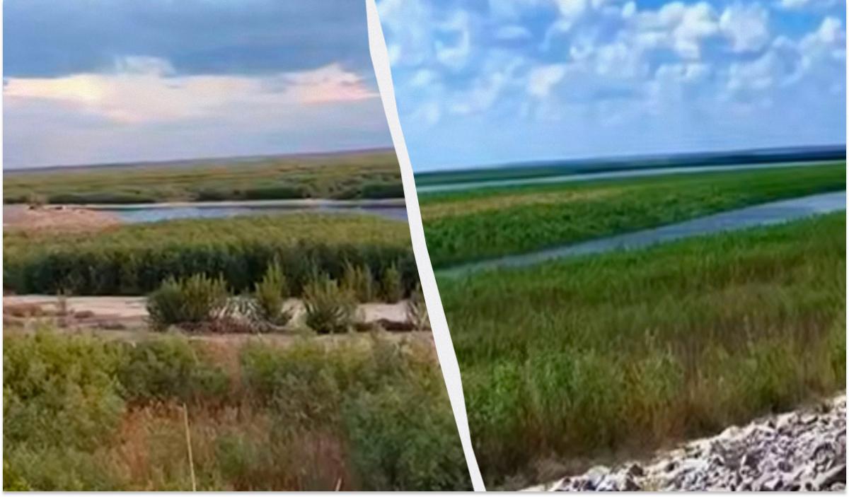 Унікальний дикий ліс: еколог розповів, хто живе на місці знищеного Каховського водосховища