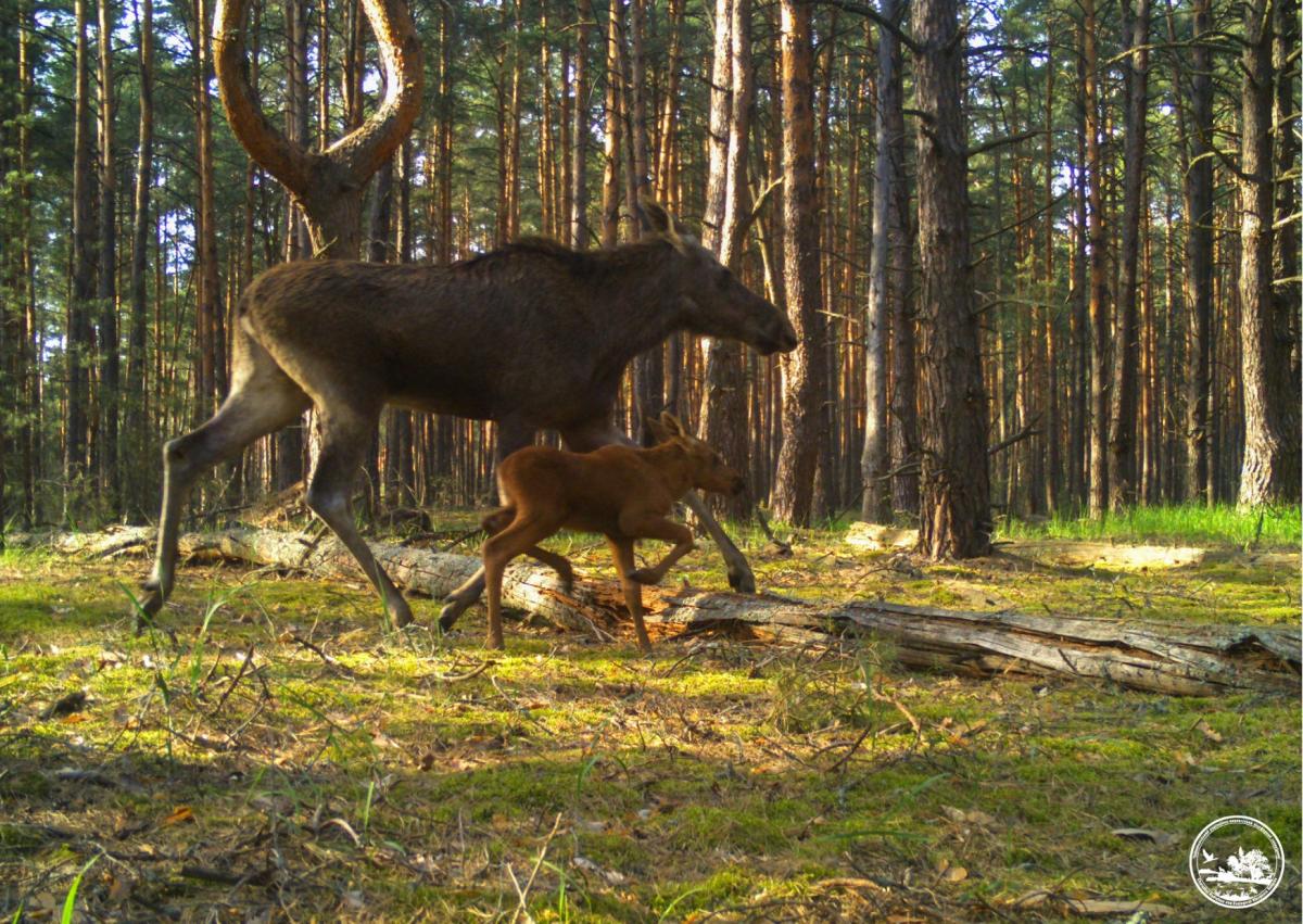 Біля Чорнобиля у 'фотопастку' потрапила величезна лосиха з дитинчам: чим вони займались