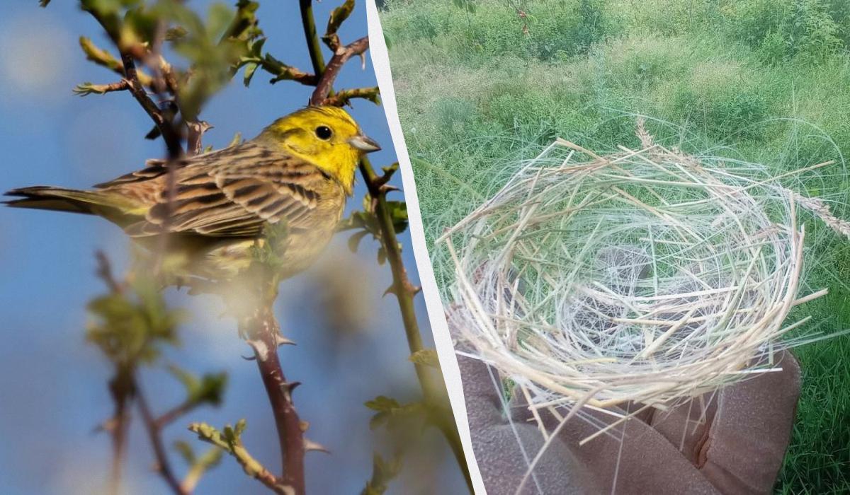 Війна змінює природу України: птахи почали будувати гнізда з