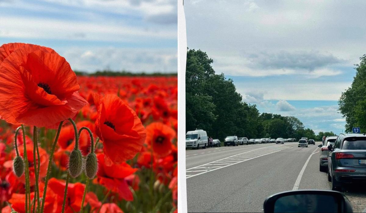 Поблизу Львова переорали макове поле, куди люди масово приїж