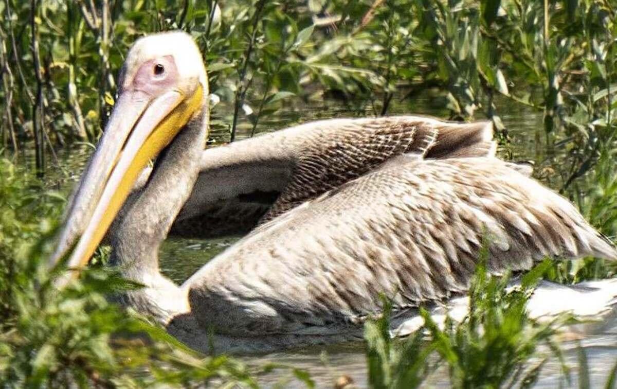 На Днепре после исчезновения Каховского водохранилища зафиксировали пеликана На Днепре после исчезновения Каховского водохранилища зафиксировали пеликана