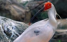 Исчезли десятки лет назад: в дикую природу Японии удалось вернуть редких птиц