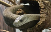 Черная мамба может убить за час: герпетолог объяснил, что делает яд таким опасным