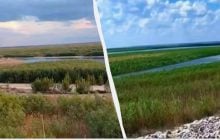 Уникальный дикий лес: эколог рассказал, кто живет на месте уничтоженного Каховского водохранилища